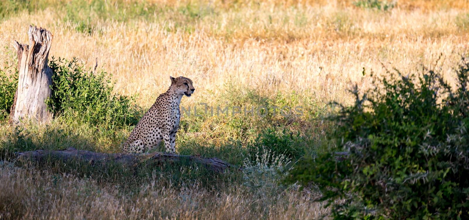 Cheetah in the grassland of the savannah in Kenya by 25ehaag6