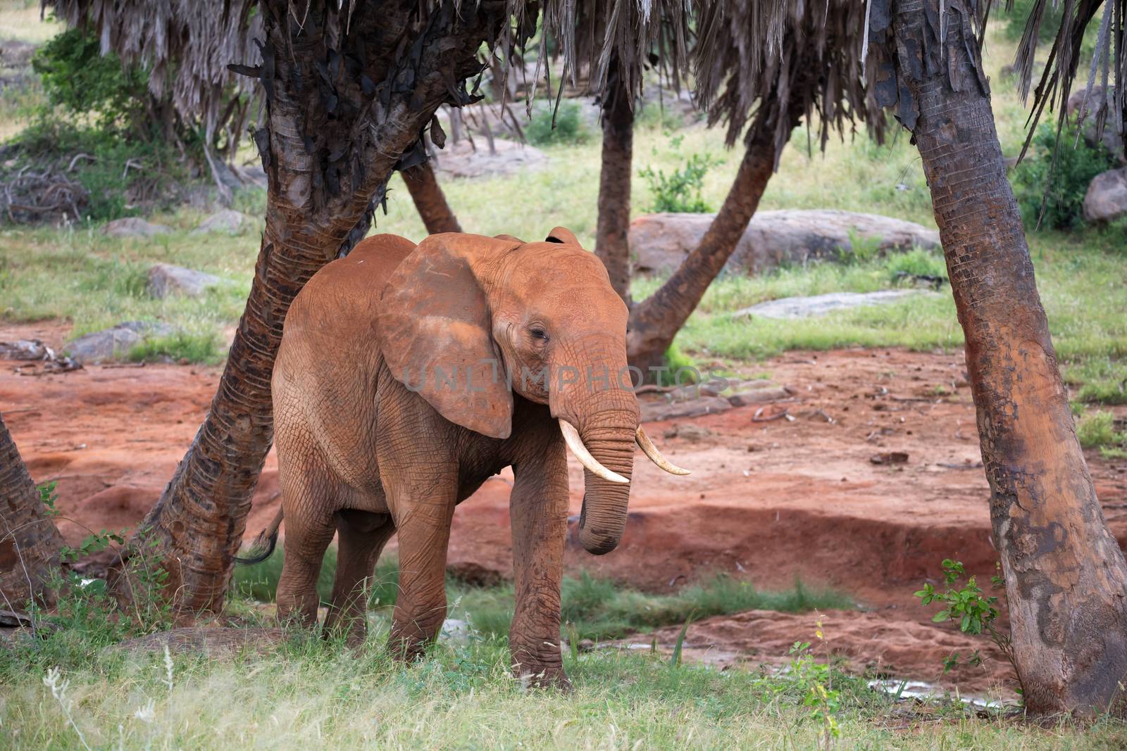 The red elephant walks among the palm trees and trees