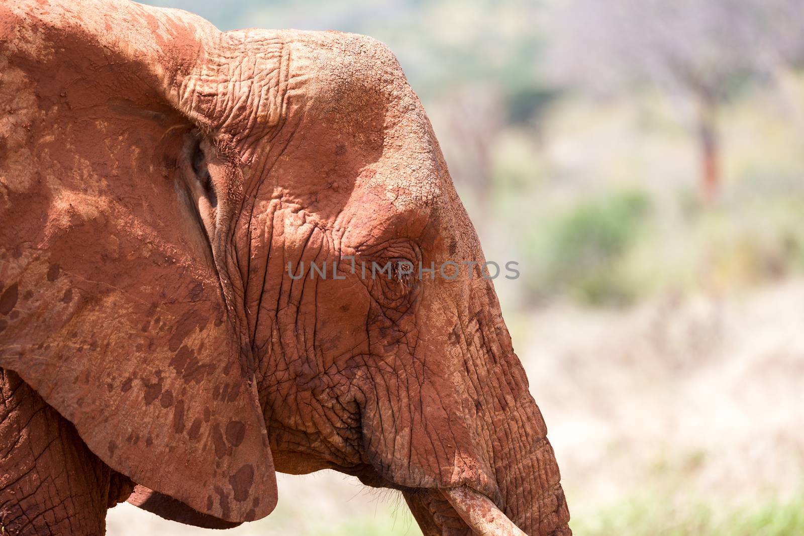 A face of a red elephant in close-up