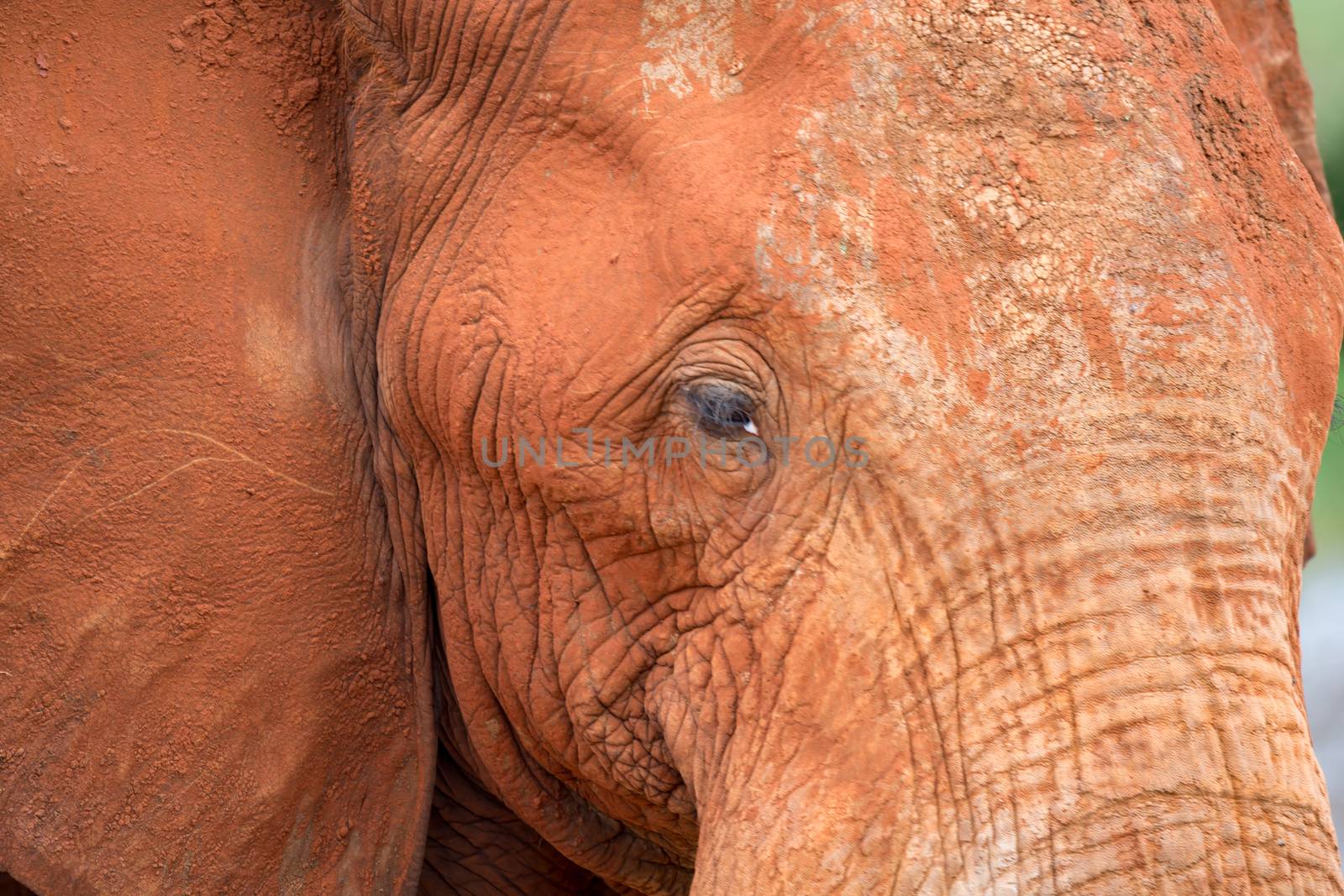 The face of one big red elephant