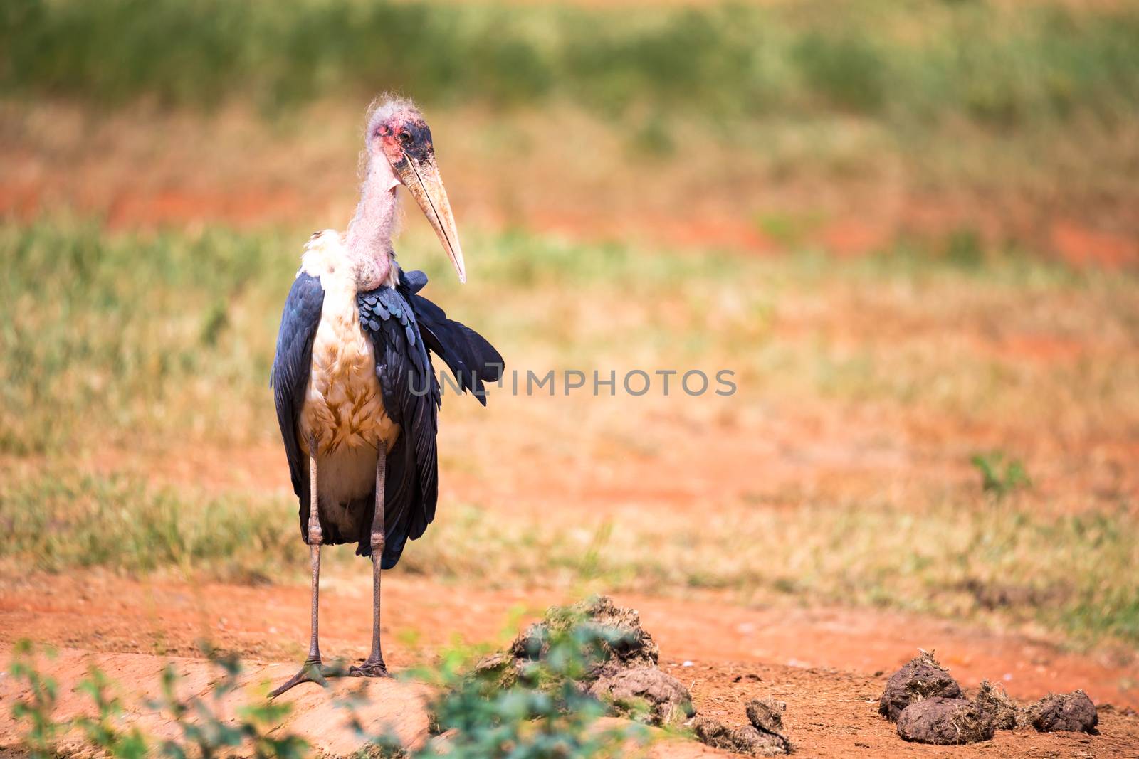 One marabou bird in the savanna with red soil