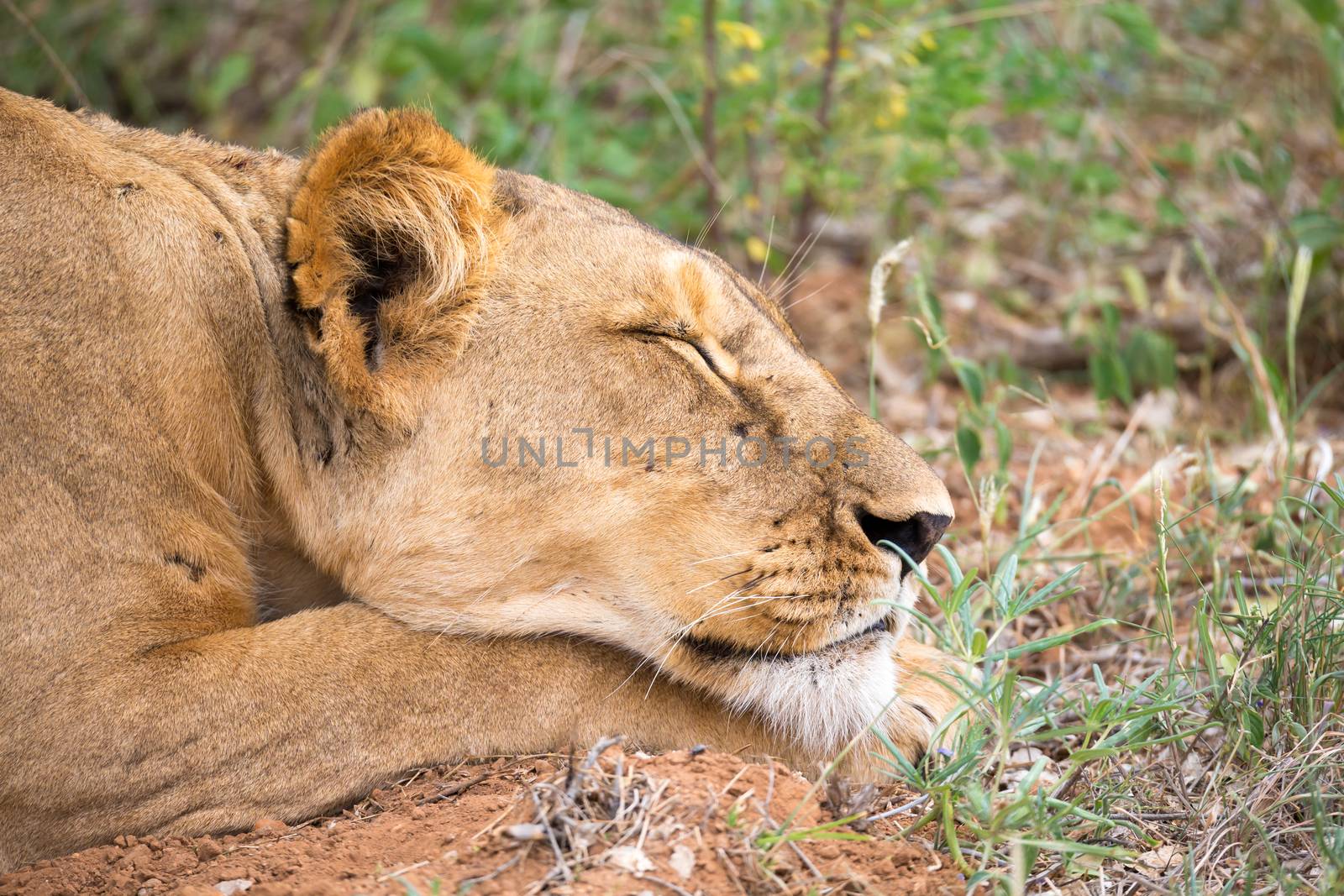 A lioness is slepping in the gras of the savanna