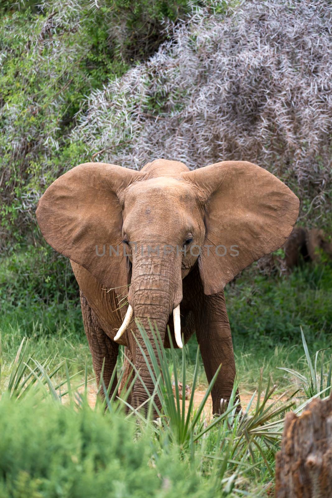 Red elephants walk in the savannah between the plants