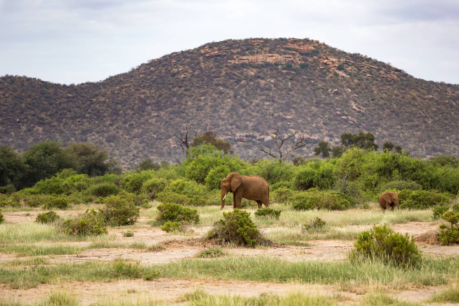 Some red elephants walking between the bush in front of a hill