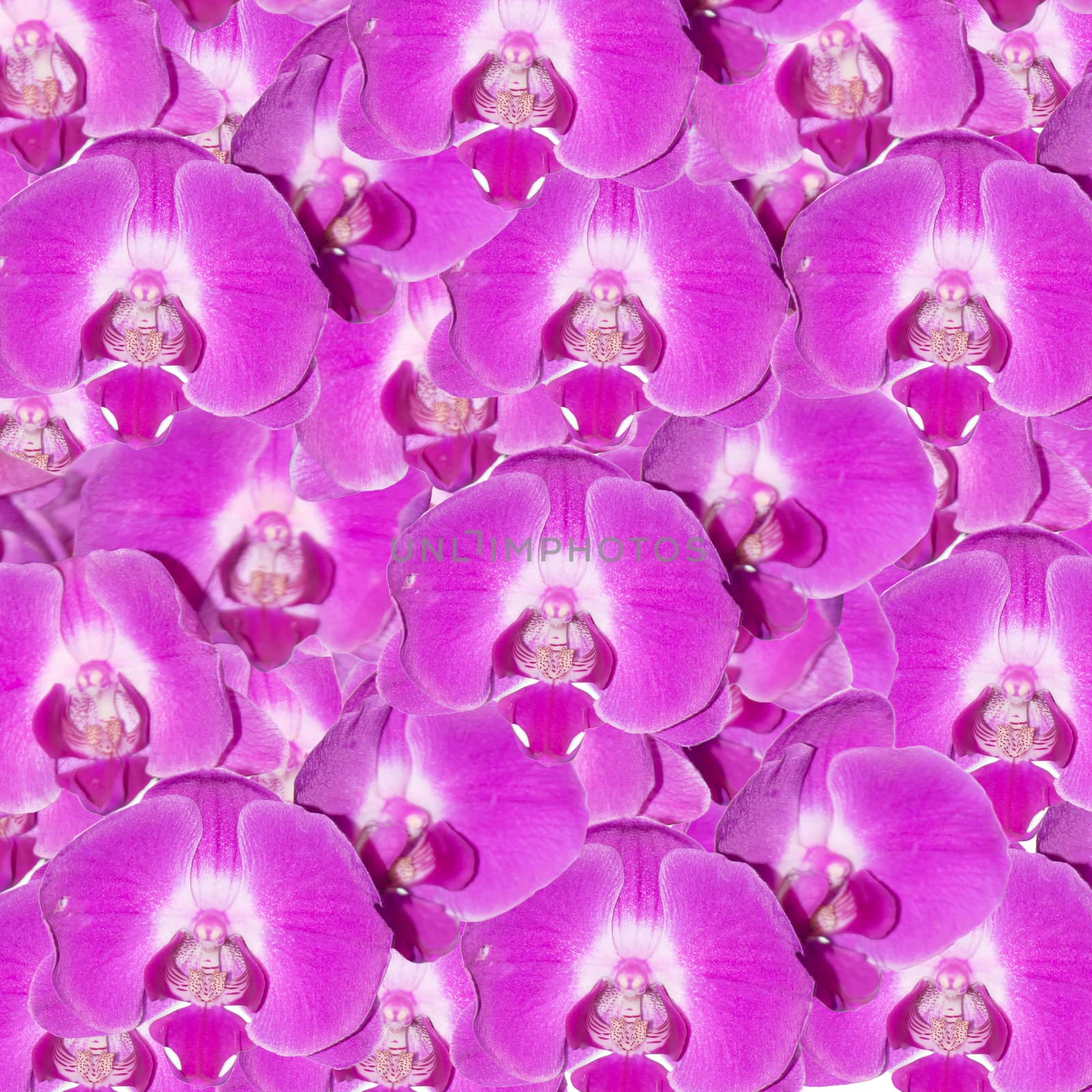 colorful orchids texture background. by wattanaphob