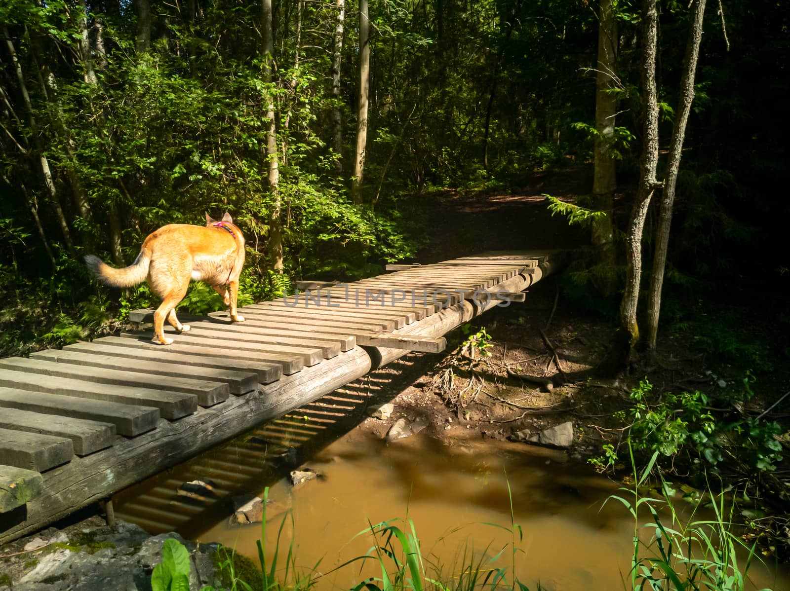 Young dog gladly at run on an old bridge. Dog warily crosses a wooden bridge in the forest. exploring nature