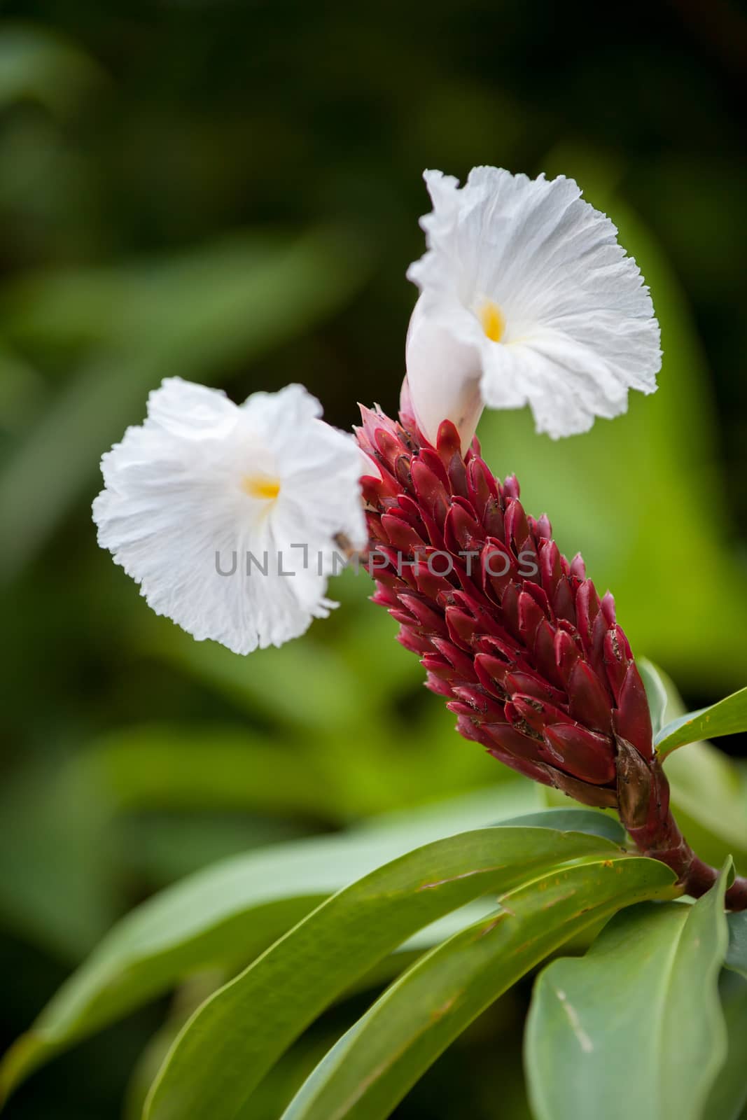 Local exotic flowers very colorfull and beautiful by 25ehaag6