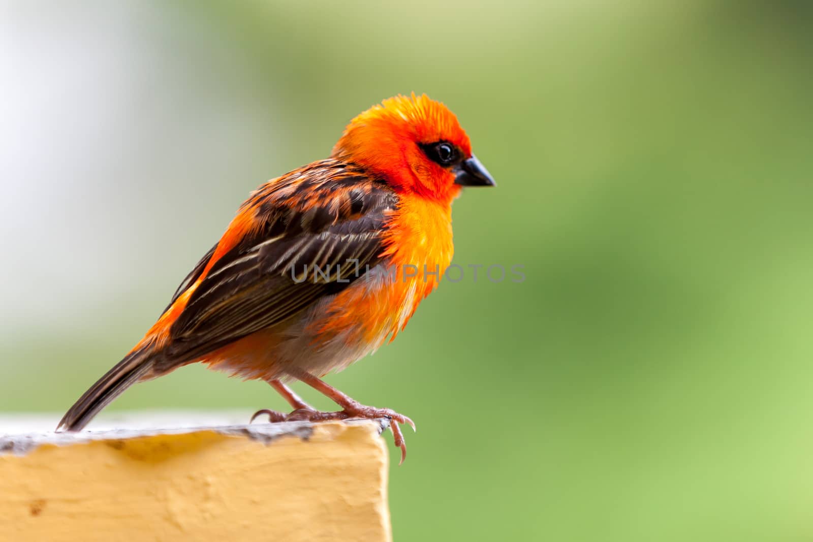 A small red local bird on the Seychelles