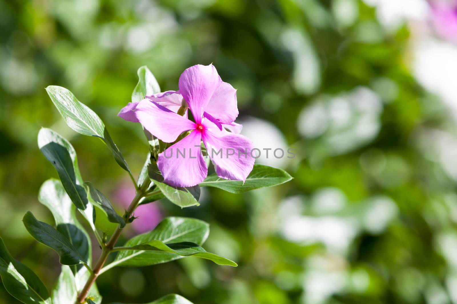 Exotic colorful flowers on the bush with a lot of green leaves