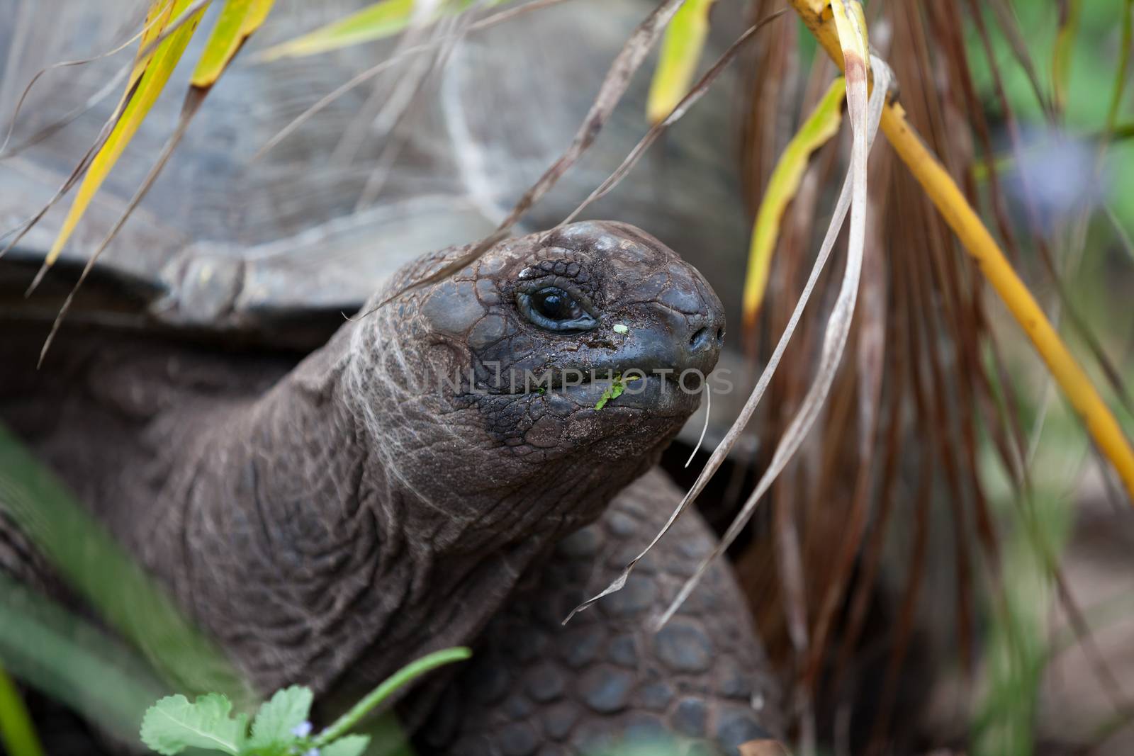 A big turtle between the gras