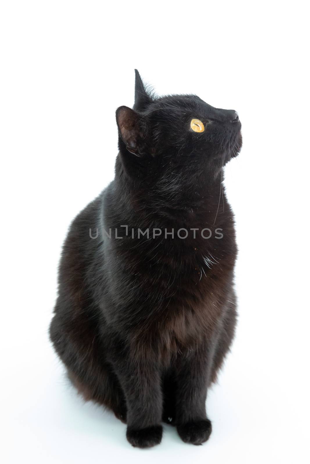 A beautiful black cat poses on a white background by 25ehaag6