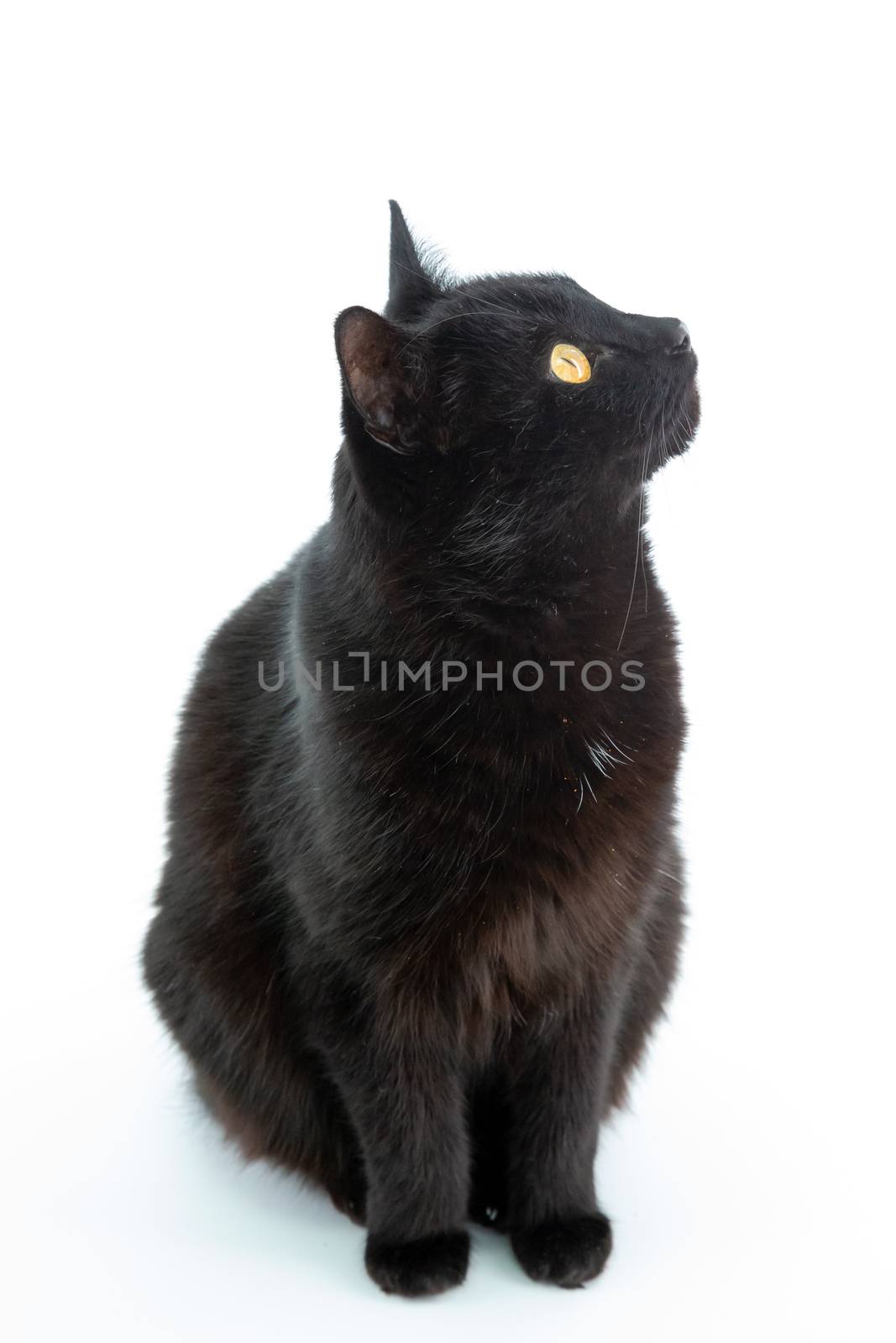 Beautiful black cat poses on a white background