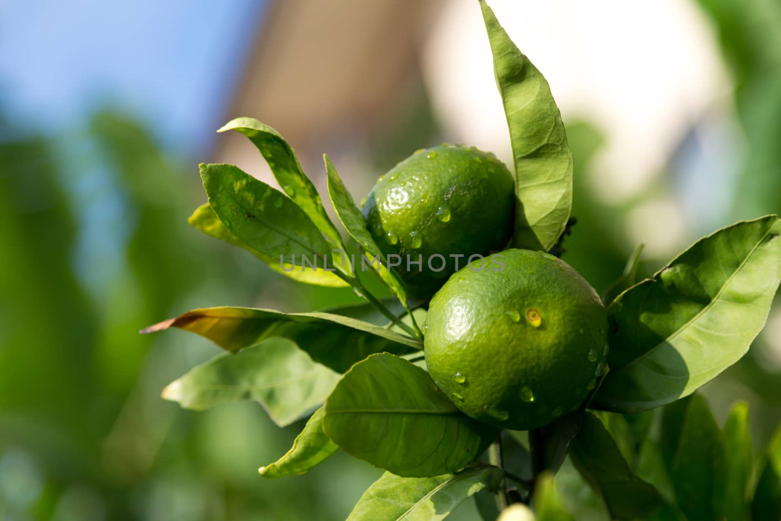 A tangerine trees with unripe fruits and green leaves