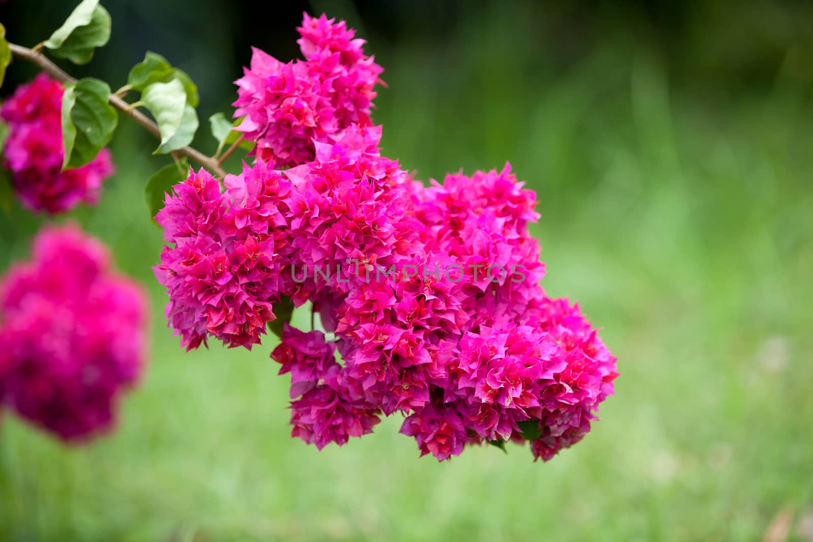 Local exotic flowers very colorfull and beautiful