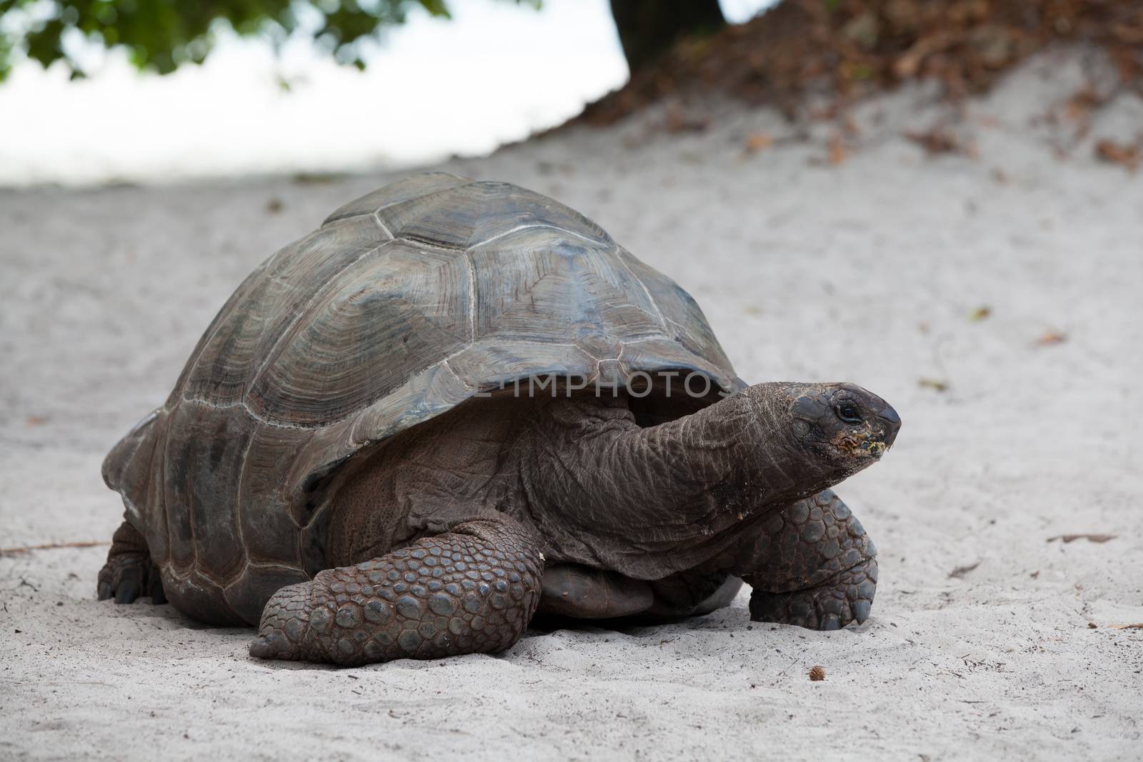 A big turtle on the beach on the Seychelles