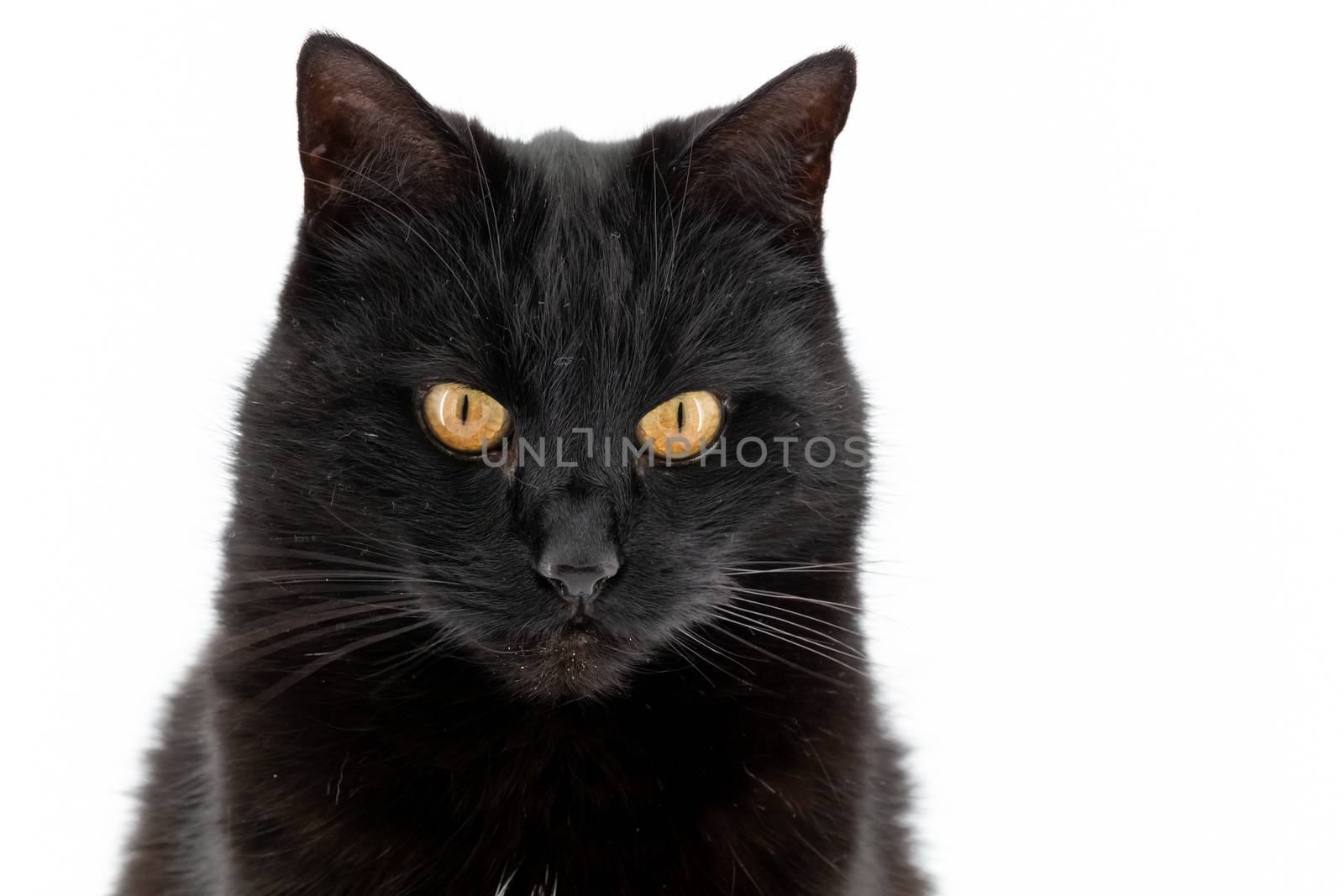 Beautiful black cat poses on a white background
