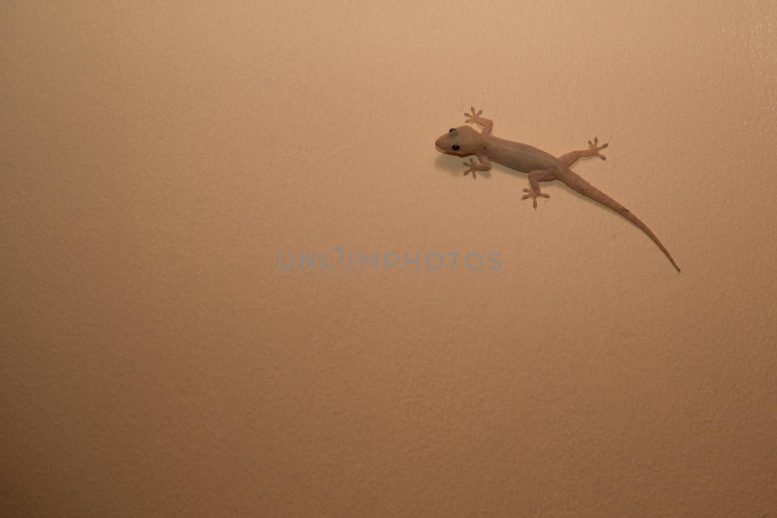Small lizard on the wall is running