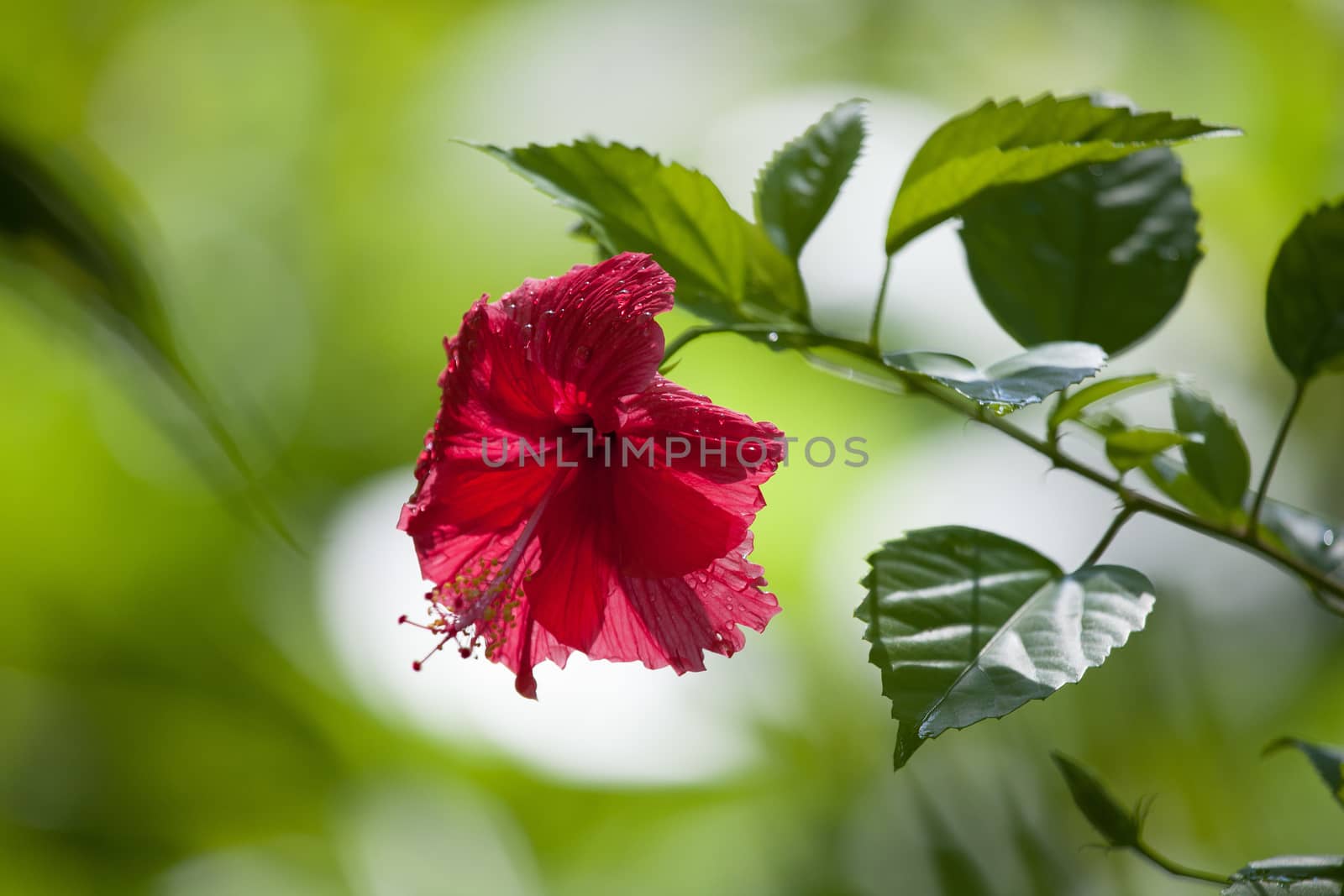 Colorful exotic flowers in a garden