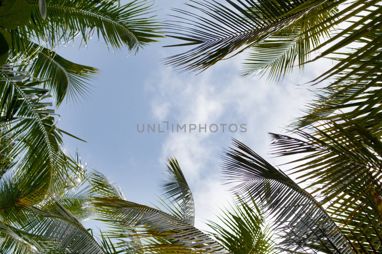 Blue sky with palm leaves and clouds