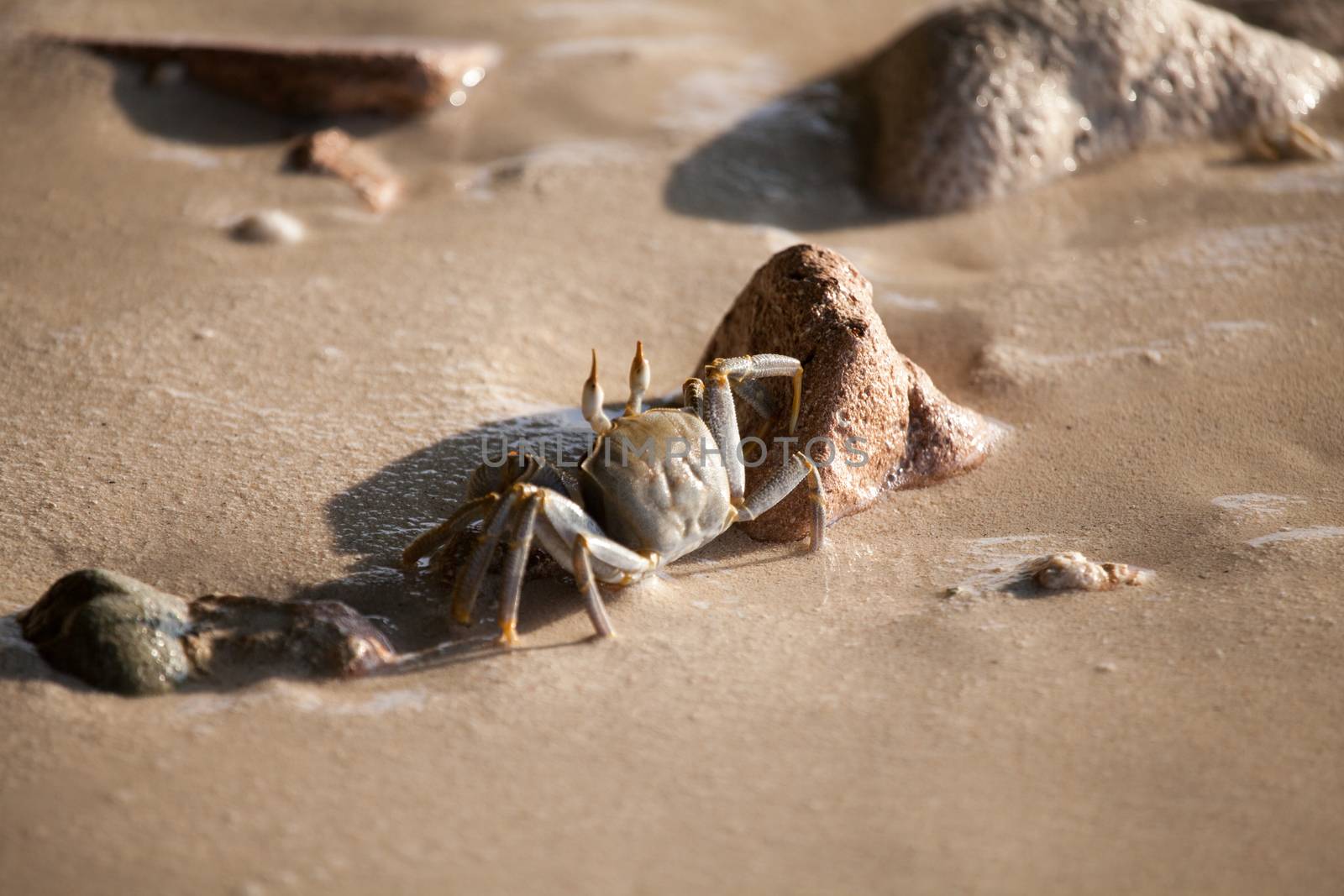 Crab is running on the beach, wet sand