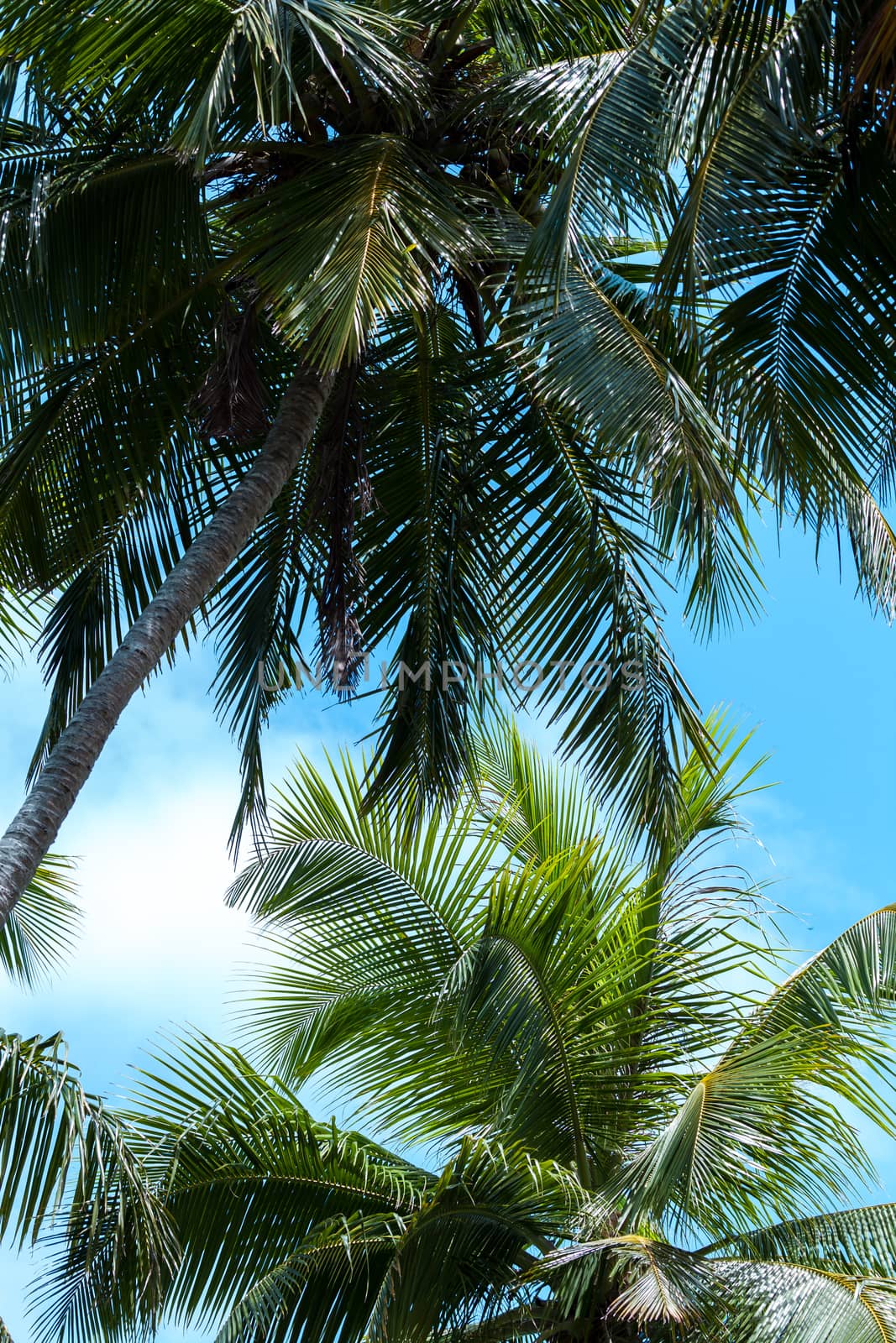 Blue sky with a few clouds and palm trees