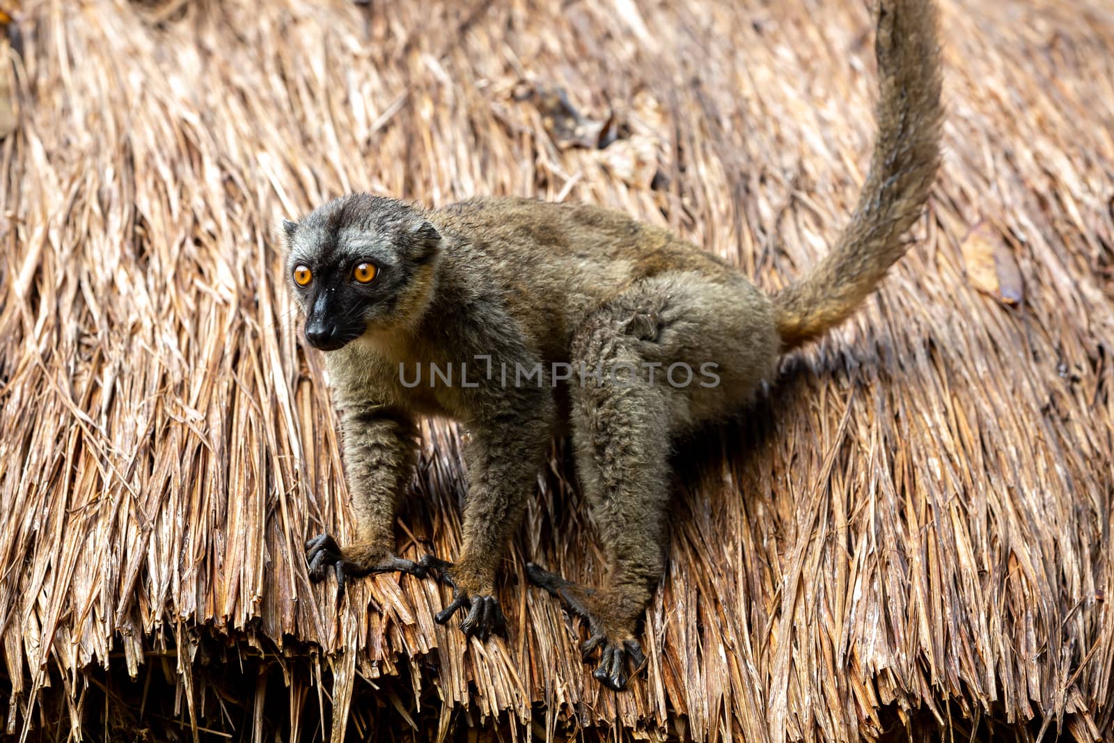 The Lemurs on the thatched roof of a building
