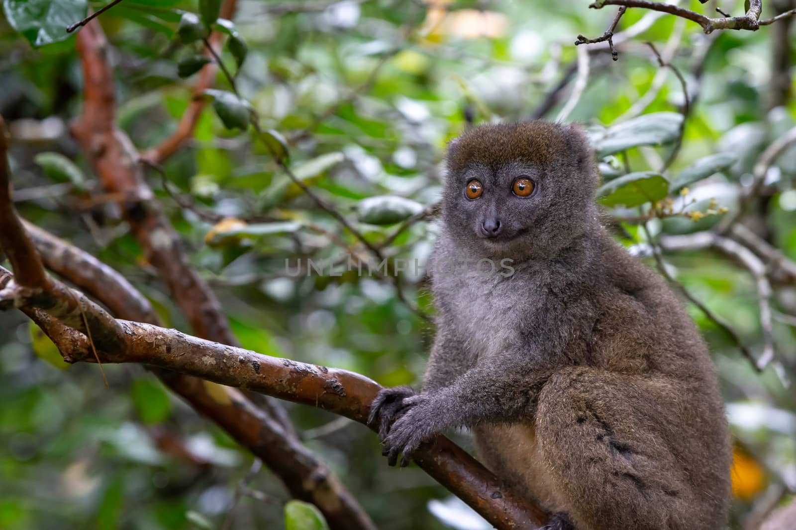 One little lemur on the branch of a tree in the rainforest
