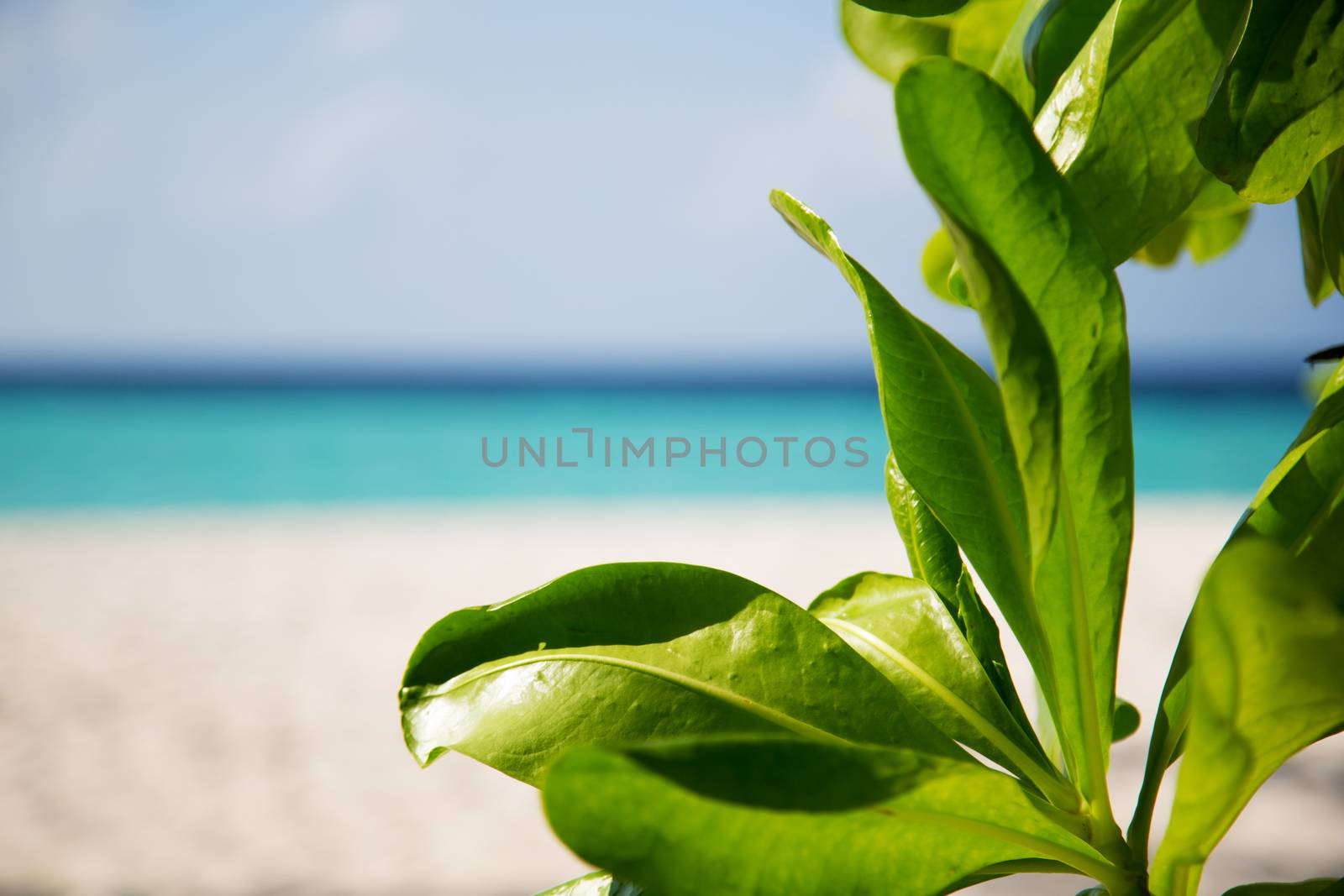 Frames with a view to the beach and green leaves on side