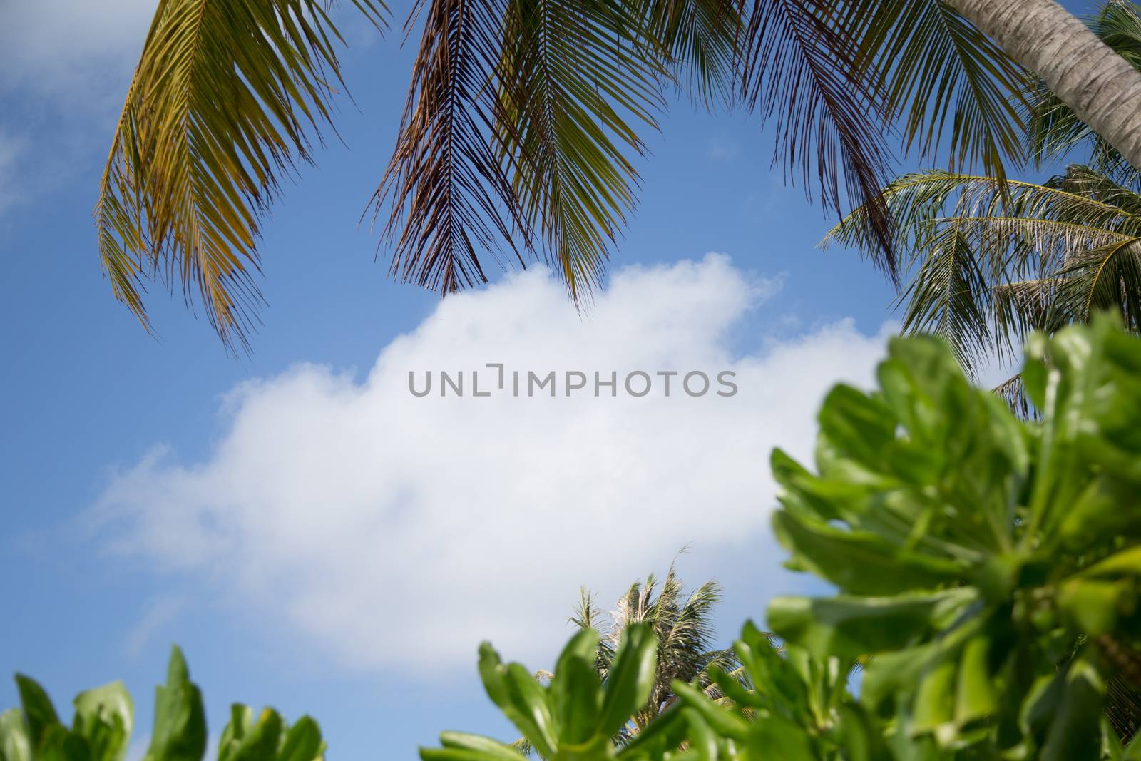 Blue sky with a frame from leaves of a palm