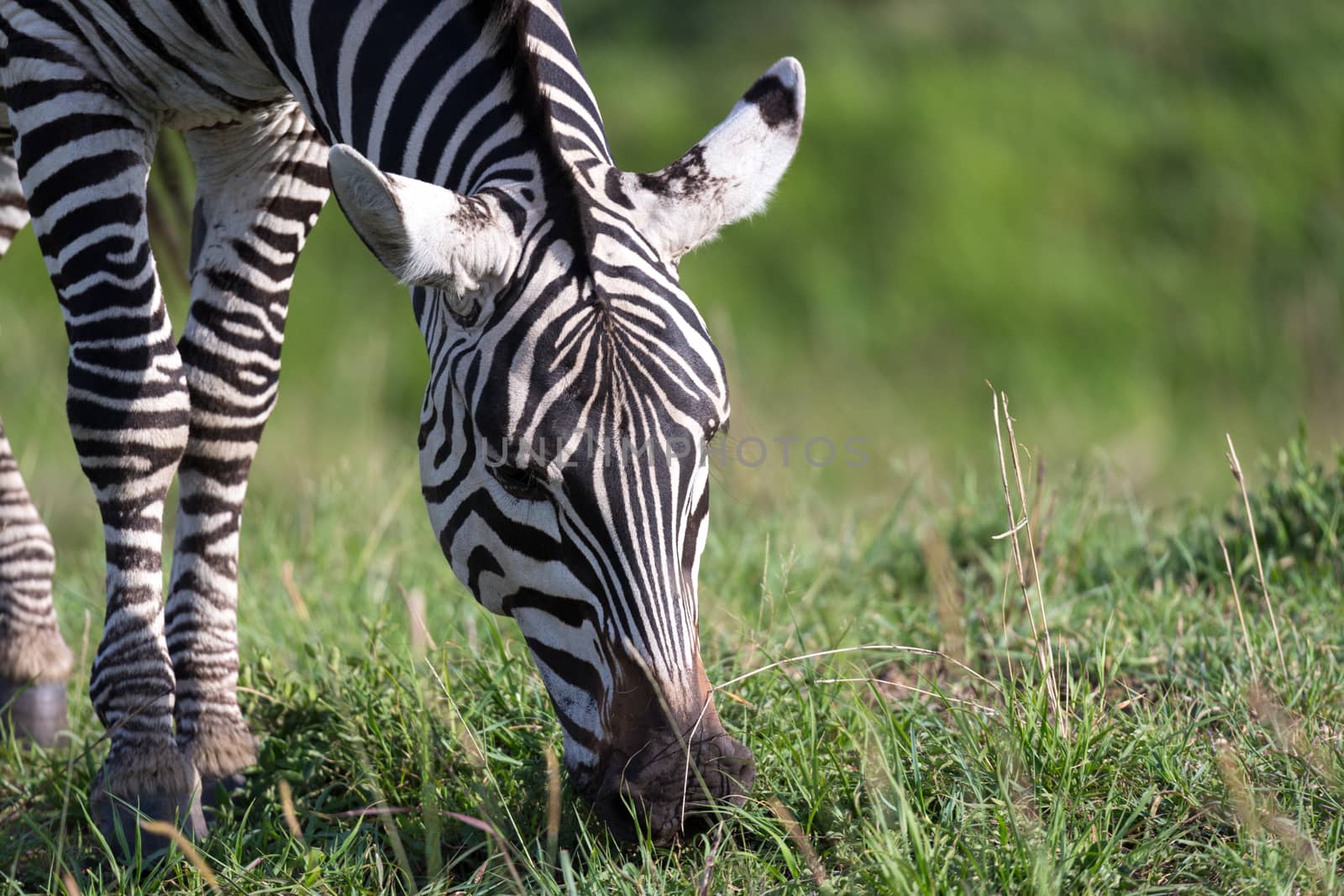 The closeup of a zebra in a national park
