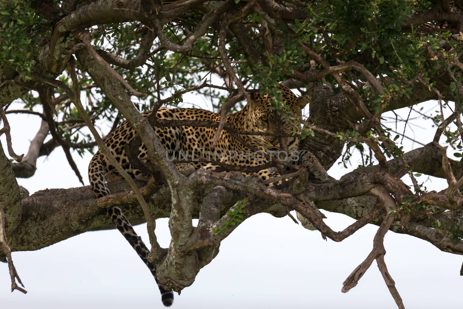 One leopard has settled comfortably between the branches of a tree to rest