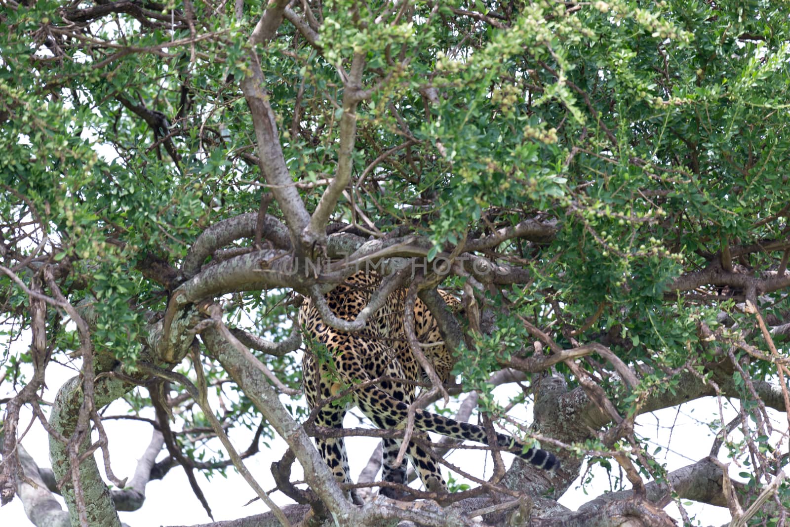 One leopard has settled comfortably between the branches of a tree to rest