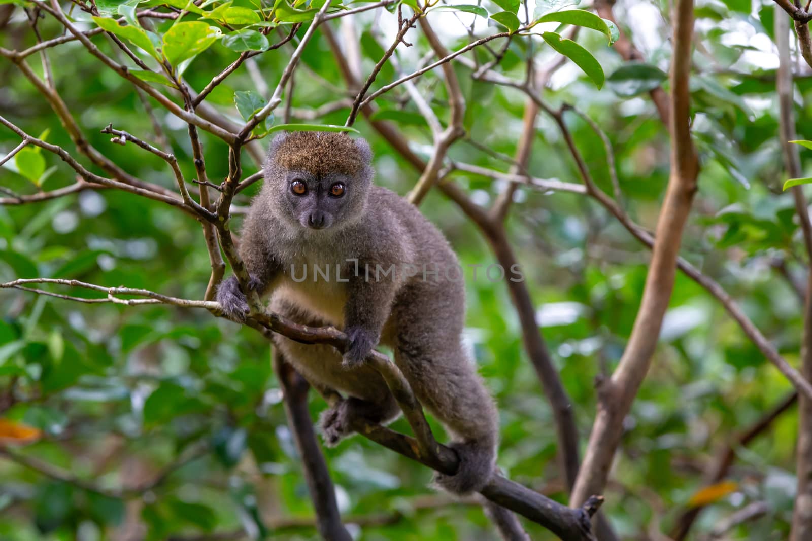 One little lemur on the branch of a tree in the rainforest