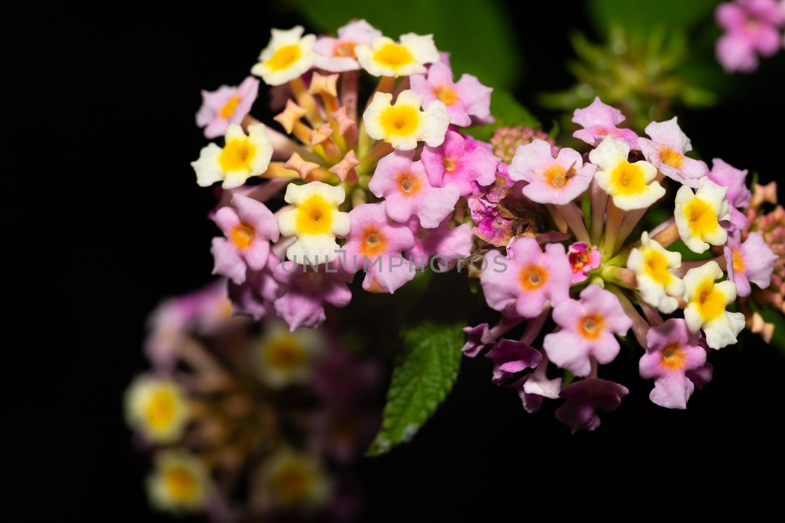 The Exotic flowers of the island of Madagascar