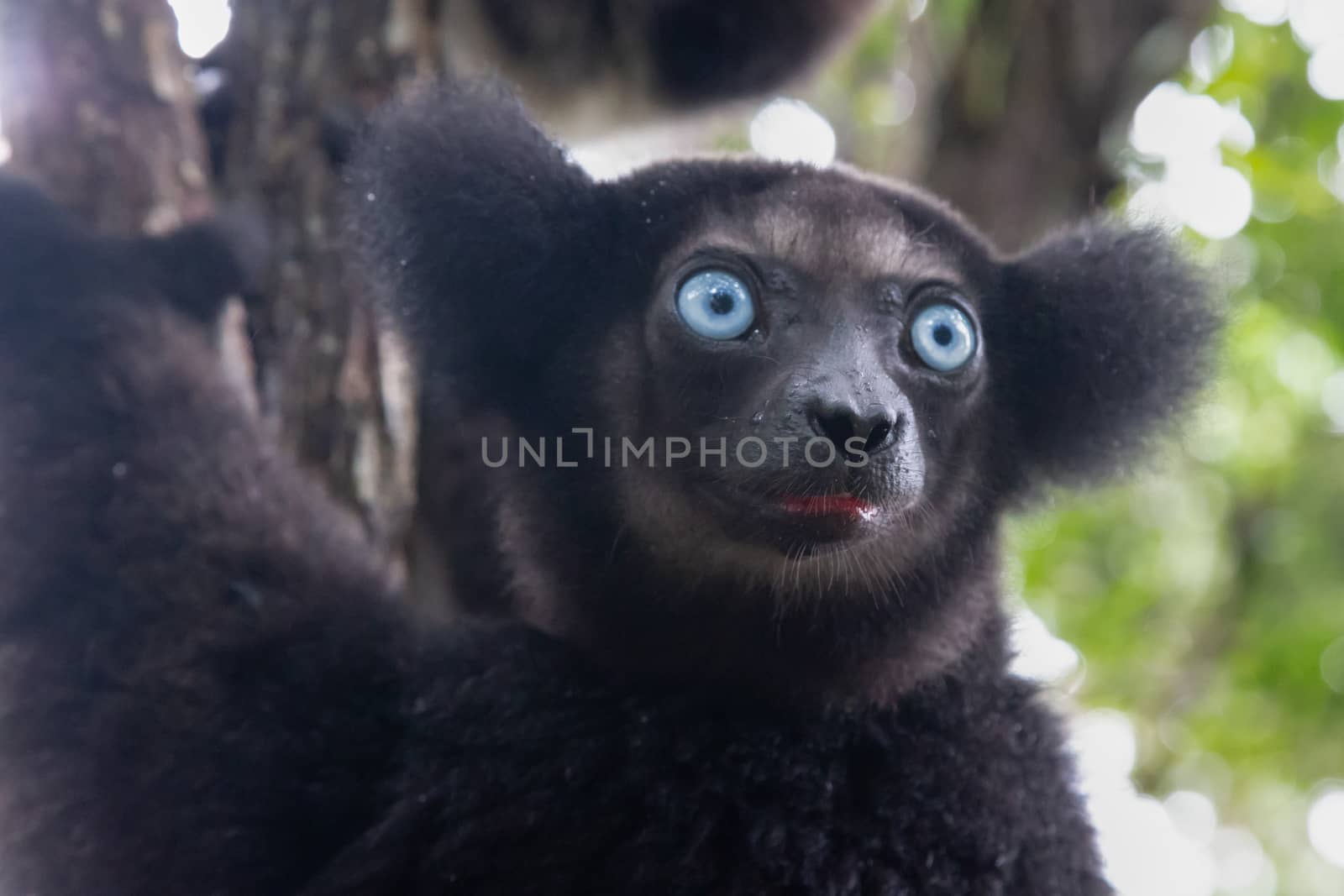 A Portrait of the Indri lemurs in a rainforest in Madagascar