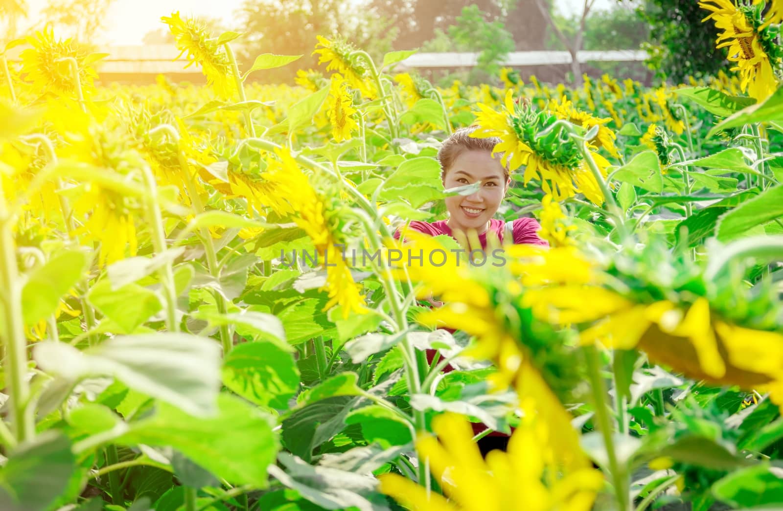 Beautiful big sunflower in the garden.