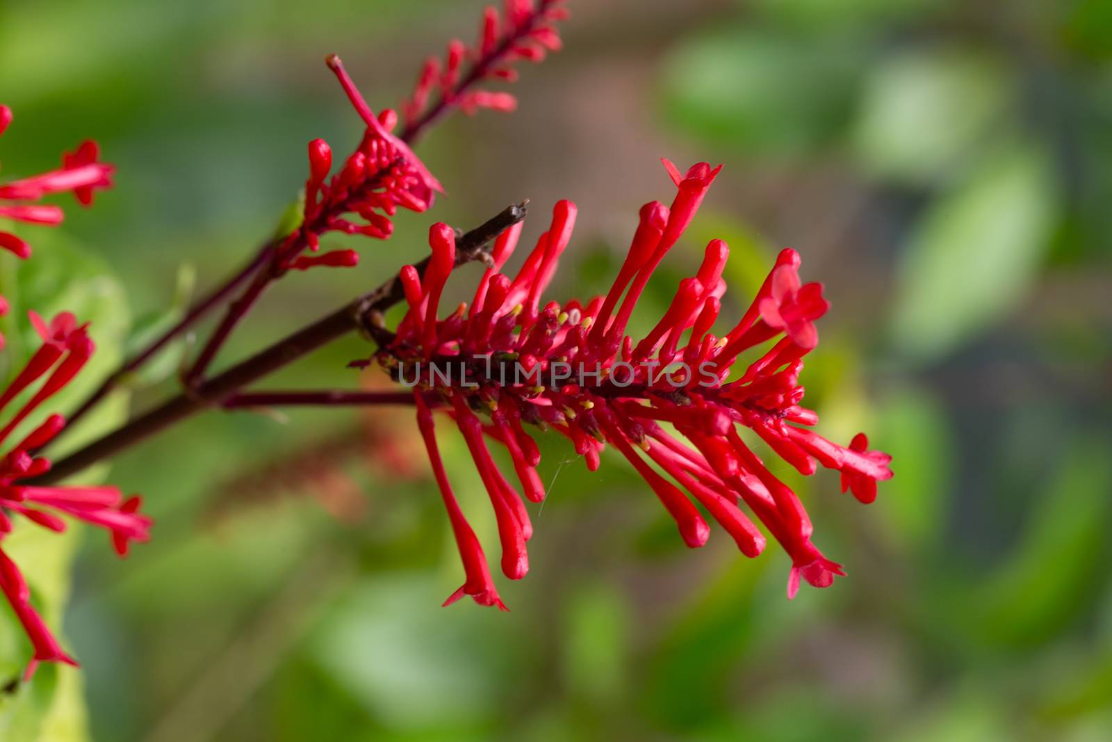 The Exotic flowers of the island of Madagascar