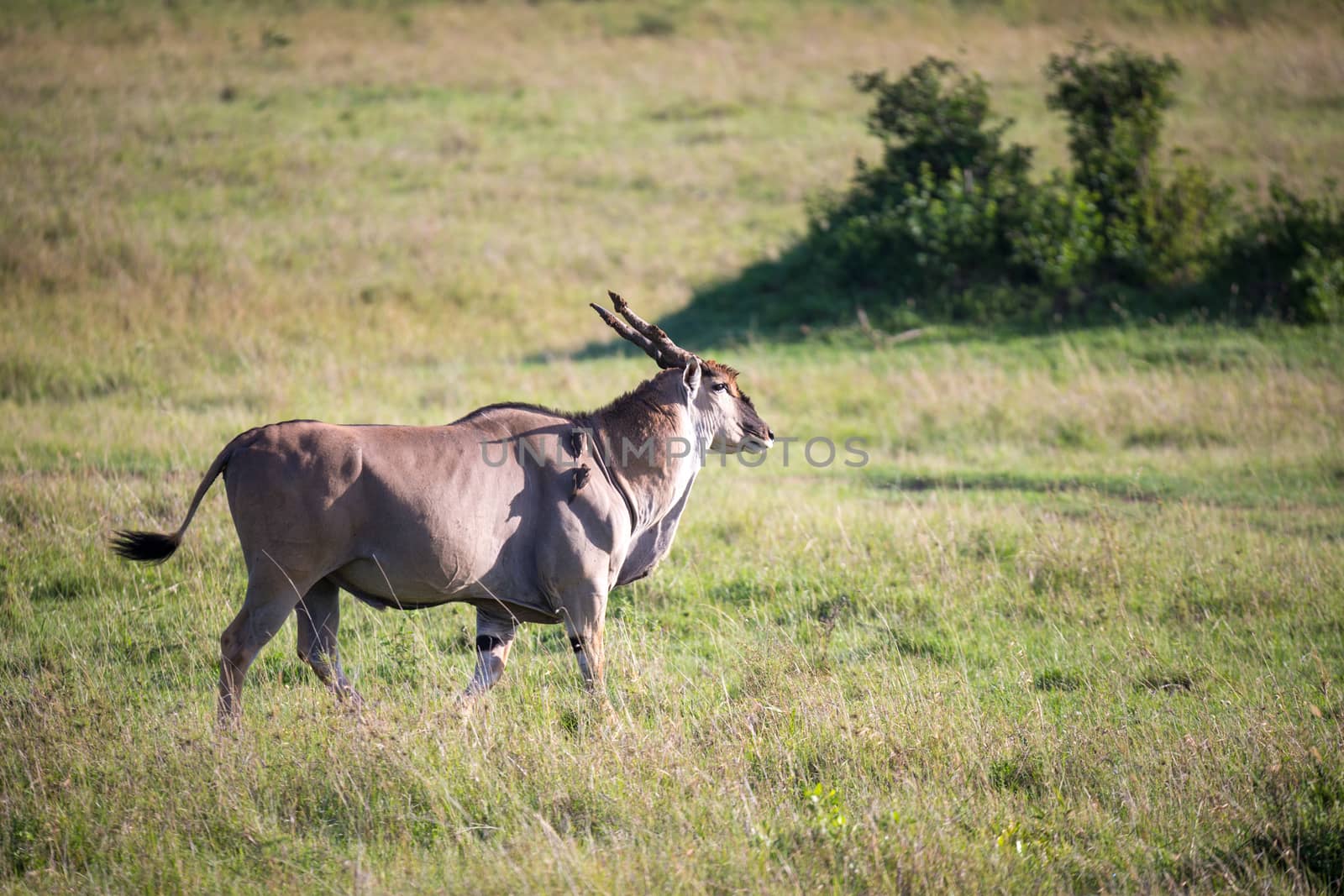 The Eland, the largest antelope, in a meadow in the Kenyan savanna