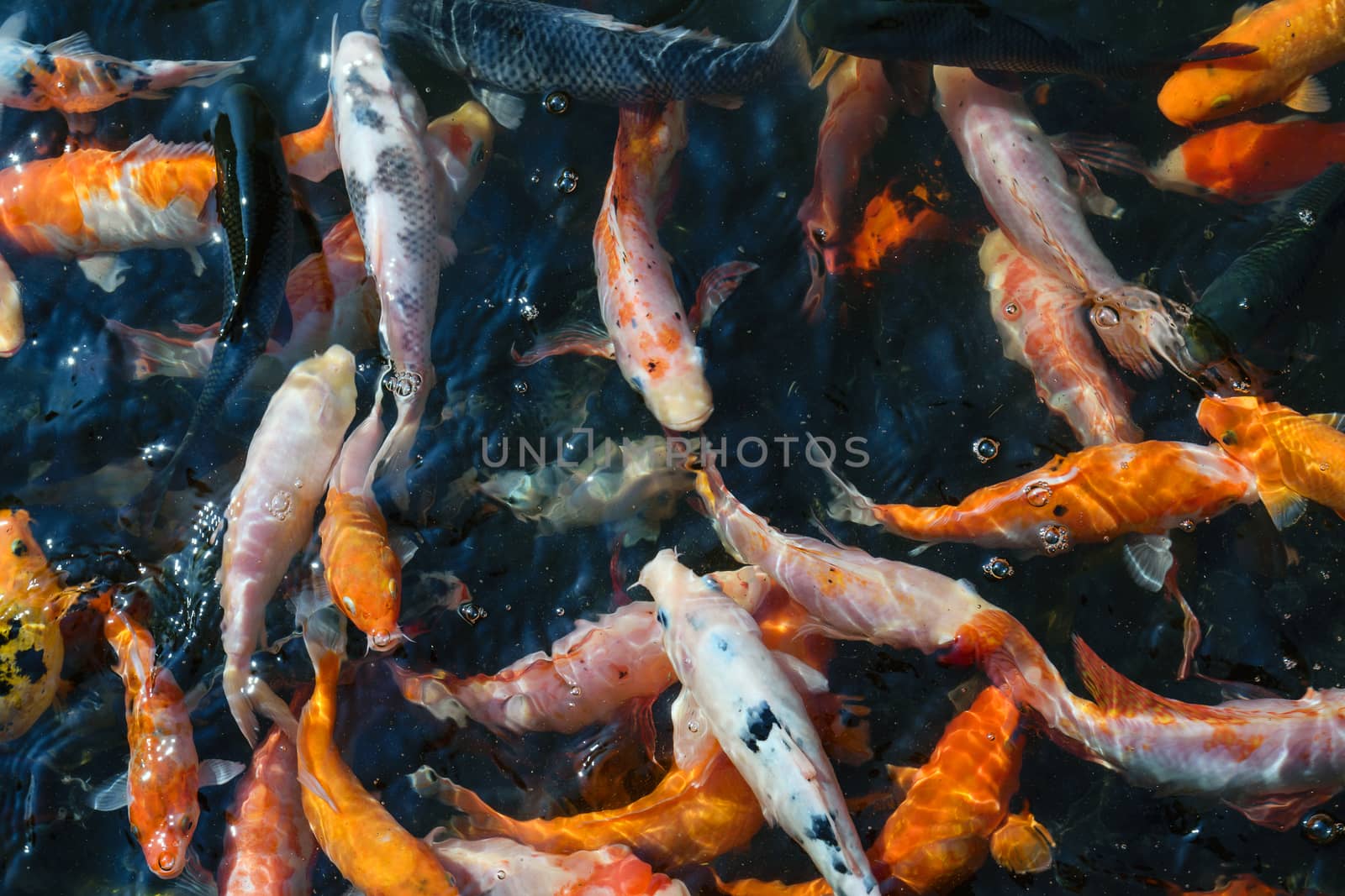 The colorful koi fish farming. by wattanaphob