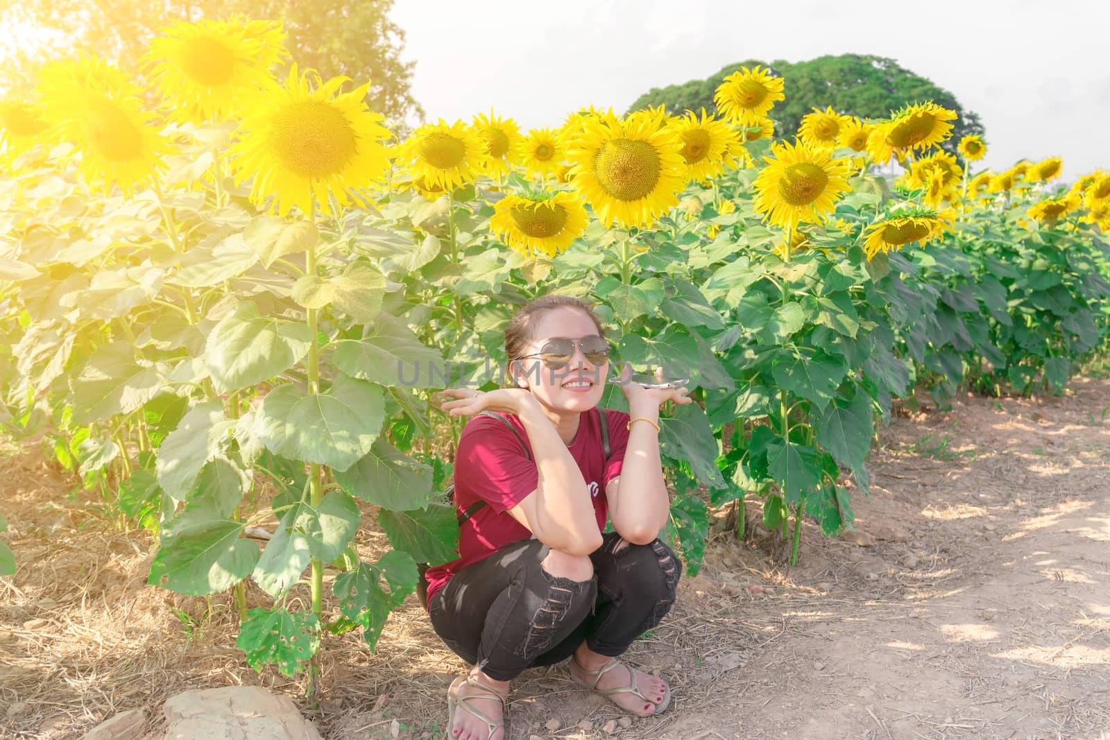 Beautiful big sunflower in the garden.