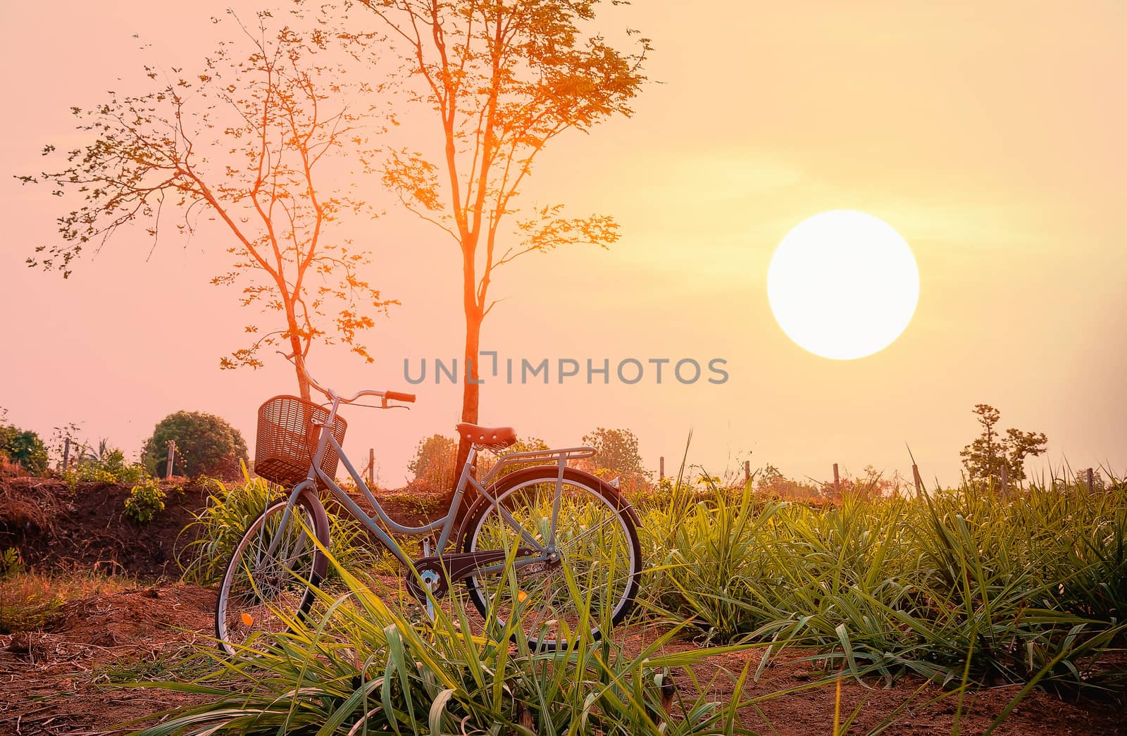 Beautiful vintage bicycle in the field. by wattanaphob