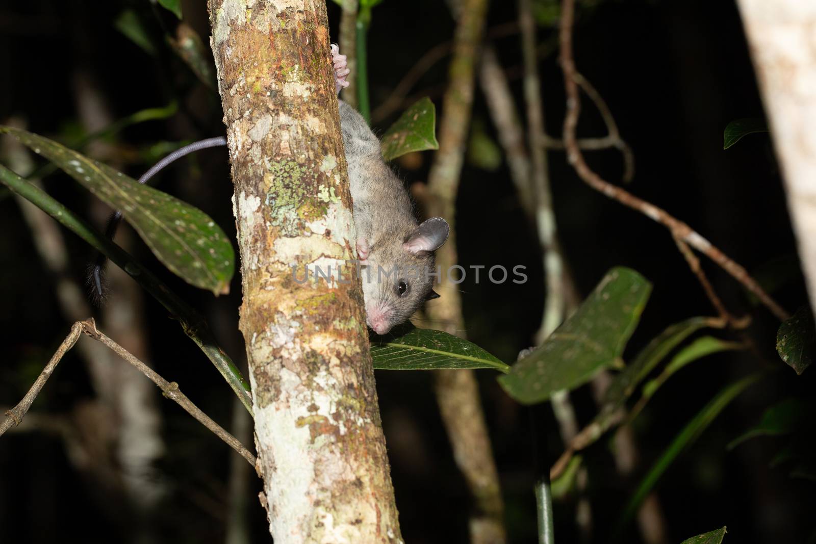 One Madagascar rat climbs on the branches of a tree