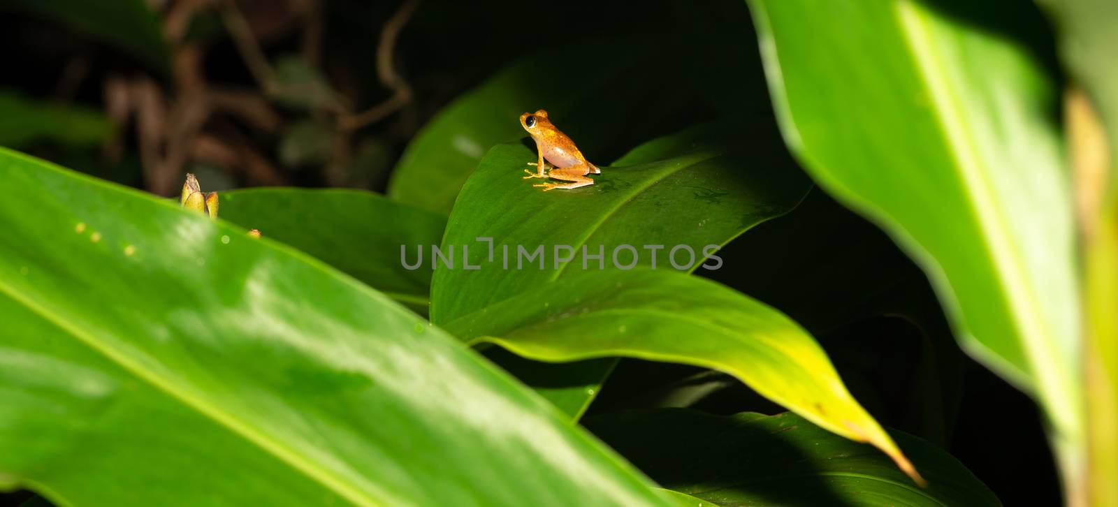 A small orange frog is sitting on a leaf by 25ehaag6