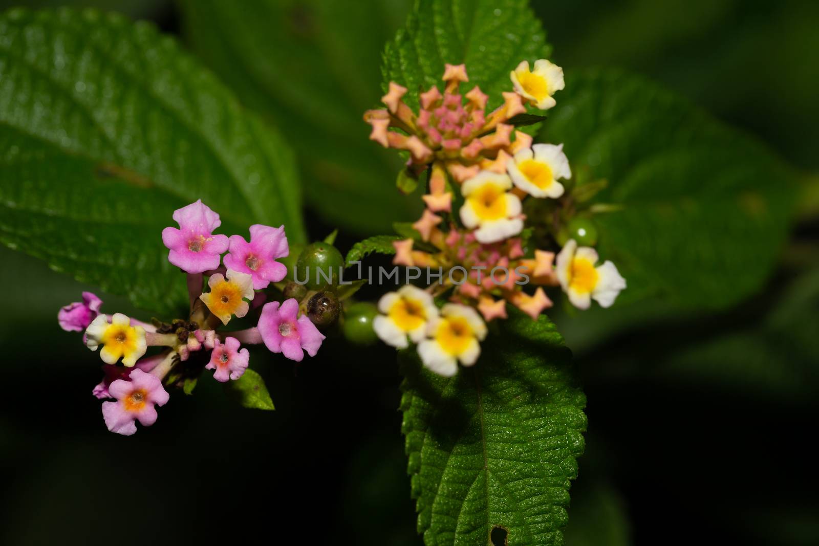 The Exotic flowers of the island of Madagascar