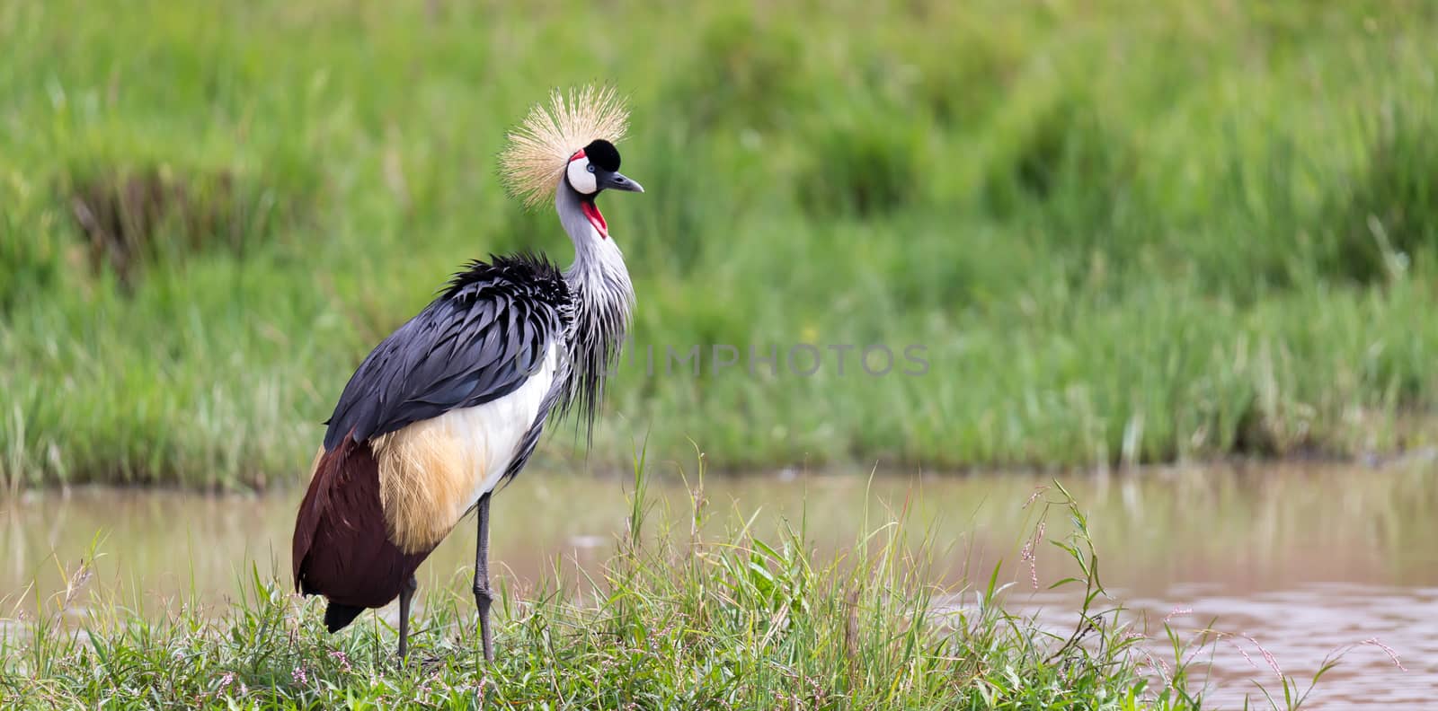One gray-necked crowned crane stands on the bank of a river