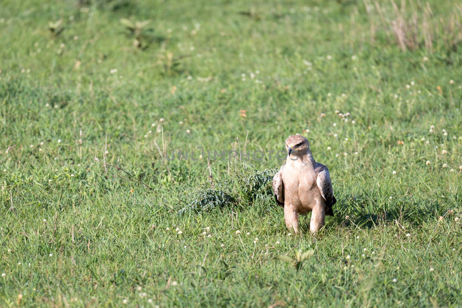 The eagle in the middle of the grassland in a meadow