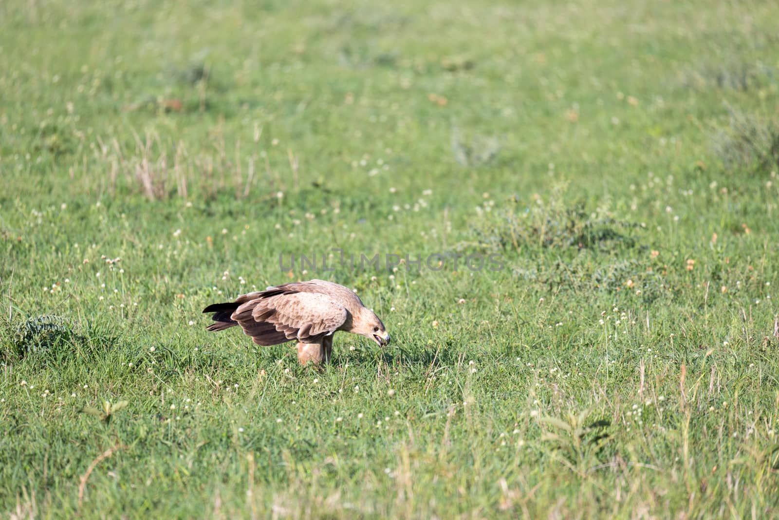 The eagle in the middle of the grassland in a meadow