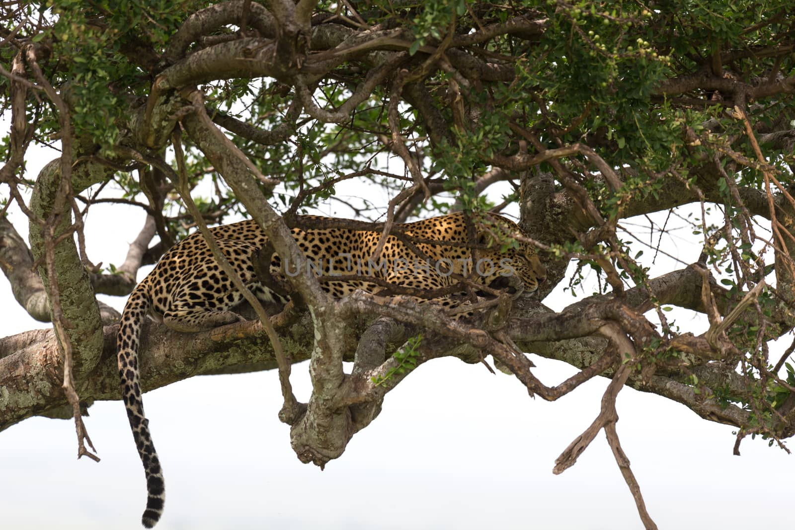 One leopard has settled comfortably between the branches of a tree to rest