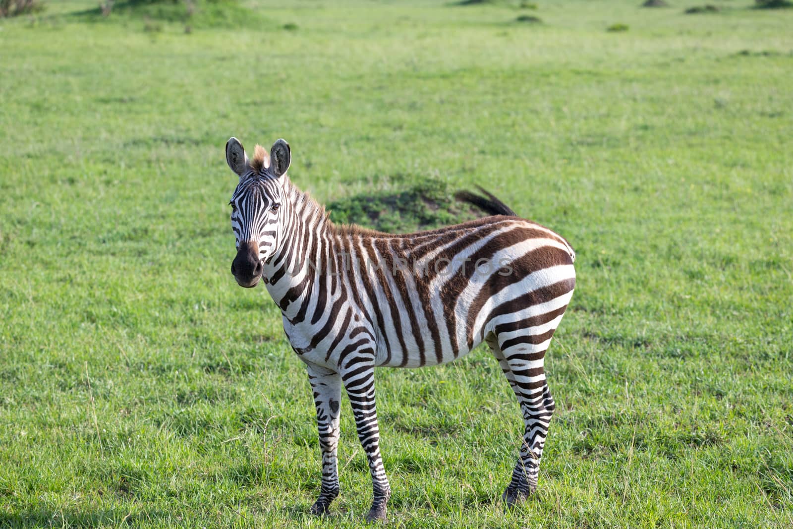 One little zebra in the savannah of Kenya