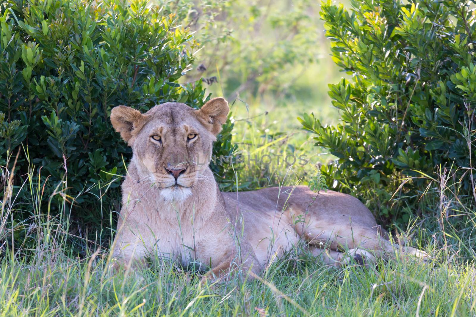 One lioness has made herself comfortable in the grass and is resting